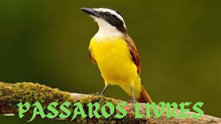 Muitos pássaros 🐦 livres na minha chácara [upl. by Wendel215]