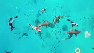 Sharks in Maldive Snorkeling Maldives [upl. by Hayward]