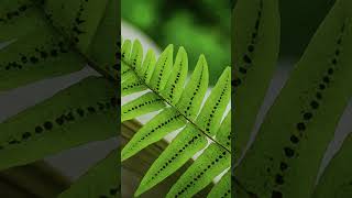 Vascular cryptogams pteridophytes pteridophyta shortsfeed shorts shortsvideo shortvideo [upl. by Nyladnohr]