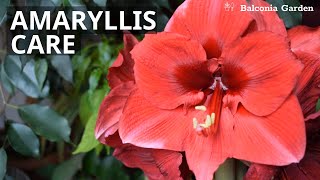 How To Care For Amaryllis  Watering Light Position and Tips  Balconia Garden [upl. by Cherlyn]