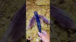 fish flyingfish aquarium flyingcreatures bettafish flyfish betta flyingfishroe guppy [upl. by Nadeen]