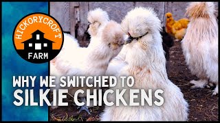 Raising SILKIE CHICKENS Why We Now Raise BANTAM Chickens On Our Homestead [upl. by Laurance]