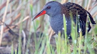 Water Rail birds in summer [upl. by Ojeibbob]