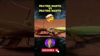 Praying mantis VS Praying mantis [upl. by Nilo]