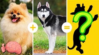 20 Increíbles Cruzas De Razas De Perros Que NO CONOCÍAS [upl. by Elleon]