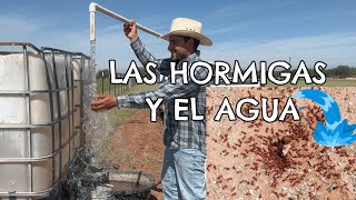 DONDE HAY HORMIGAS HAY AGUA  la diferencia de usar radiestecia o hormigas para encontrar agua [upl. by Laetitia521]