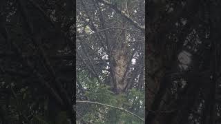 Pine Marten Barking and Growling in a tree [upl. by Eicam]