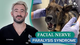 Facial Nerve Paralysis Explained Causes Symptoms and Treatment for Your Pet [upl. by Robbin]