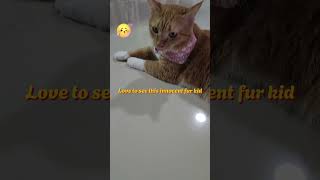 My cute Nala Cat gingercat cat meow meo kucing kucingoren 猫 猫咪 娜拉橘猫很可爱 猫猫 喵喵 喵式生活 可爱胖貓 [upl. by Halli]