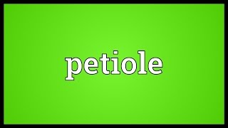 Petiole Meaning [upl. by Sauder]