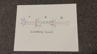 Excitatory and Inhibitory Circuits [upl. by Aissilem]