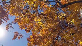 🍂American ash tree in earlyNovember Fraxinus americana the White ash tree🍂 [upl. by Annavahs]