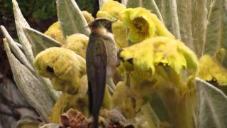 endemic Buffy Helmetcrest Oxypogon stubelii National Park los Nevados Birding tour central andes [upl. by Tacklind457]