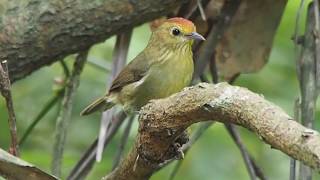 1081107南港山區山紅頭（Cyanoderma ruficeps）鳴唱記錄 [upl. by Attennyl844]