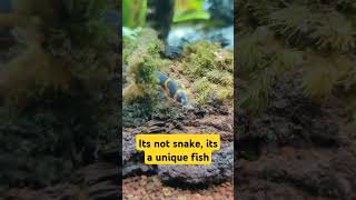 Most unique fish  Kuhli Loach [upl. by Marjorie251]