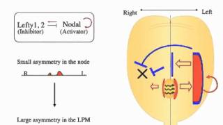 Establishing Robust LeftRight Asymmetry in the Vertebrate Embryo [upl. by Barri]