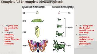 differences of complete and incomplete metamorphosis [upl. by Voletta]