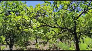 Farmland For Sale with Cashew Nut Tree Plantation at Ratnagiri Maharashtra WhatsApp 9811001404 [upl. by Meli]