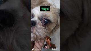 Part 3 how to get rid of ulcer eyepets shihtzu doglover dog shortvideo puppy love [upl. by Aridaj]