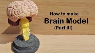 how to make Brain Stem Model  3d thermocolStyrofoam carving [upl. by Augustina]