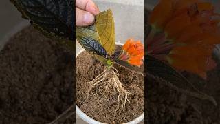 secret to using leaves to propagate flowers to root super fast [upl. by Madanhoj680]