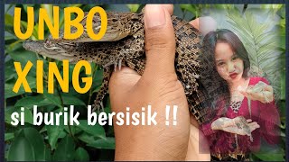 UNBOXING  Baby Buaya Muara  Crocodylus Porosus  Kadal Burik [upl. by Aneahs]