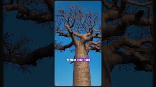 The Baobab Trees Ageless Wonders facts [upl. by Ednyl]