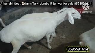 athar alvi Goat 🐏 farm Turki dumba janwar 5 for sale 8595591614 [upl. by Acimaj]