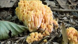 Mushrooms in the Forests of New York State [upl. by Ariec]