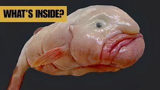 Why Blobfish Melt Out of Water – A Look Inside [upl. by Francisco753]