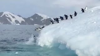 Clumsy Penguins Dive Off Iceberg Into Atlantic Ocean [upl. by Lilahk239]