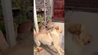 Literally bro just peed 😂 funny memes funnyvideo fun dog viralvideo [upl. by Resaec]