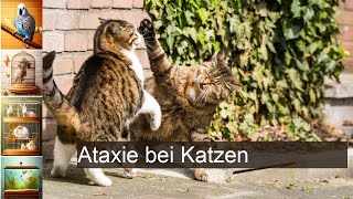 Ataxie bei Katze und Kater erkennen und behandeln [upl. by Hausner]