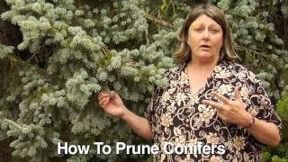 How to Prune Conifers  Instructional Video w Plant Amnesty [upl. by Sisxela292]