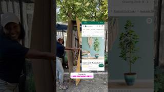 Cold Hardy Avocado Tree Review from Fast Growing Trees 🥑🌱 avocadotree gardening [upl. by Berkie]