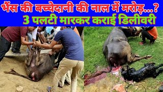 बच्चेदानी की नाल में मरोड़  भैंस की पलटी मारकर कराई डिलीवरी  Dystocia and Torsion in Buffalo [upl. by Rashida692]