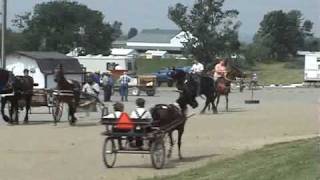 Ohio Amish horse sale [upl. by Laup]