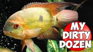 12 INCREDIBLE NEW WORLD CICHLIDS SOME RARELY SEEN [upl. by Neehsuan302]