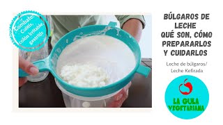 Búlgaros de leche qué son cómo prepararlos y cuidarlos primer kéfir DIY La Gula Vegetariana [upl. by Gay]