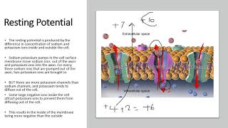 Chapter 152 Generation and Transmission of Action Potentials [upl. by Ennagem952]