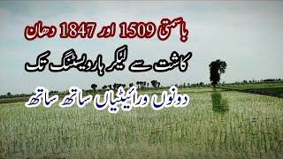 Two Varieties of Basmati  باسمتی 1509 اور باسمتی 1847  basmatirice cultivation babarvlogs [upl. by Andrien]