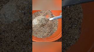 Organic home made fertilizer for flower plants terrace garden Sresta gardenmore blooms [upl. by Blackington906]