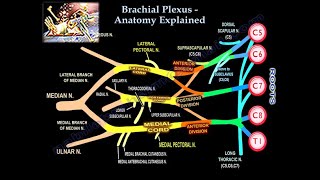 Brachial Plexus Pre and Postganglionic Injury  Everything You Need To Know  Dr Nabil Ebraheim [upl. by Disraeli]