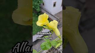 Allamanda plant propagation 🌼 अलामांडा प्लांट allamanda yellowflowers propagation shorts trend [upl. by Ecilayram]