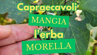 CAPRAECAVOLI MANGIA LERBA MORELLA [upl. by Sink]