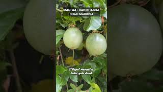 MANFAAT DAN KHASIAT BUAH MARKISA manfaatkhasiatbuahmarkisa buahmarkisa buah markisa buahbuahan [upl. by Kire]