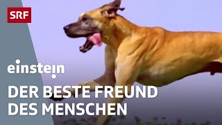 Der Hund – der beste Freund des Menschen  Einstein  SRF Wissen [upl. by Yrehcaz]