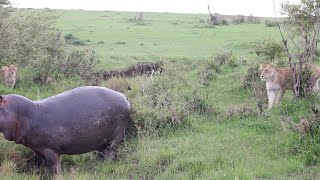 Grumpy hippo sprays poop at lion pride [upl. by Iam]