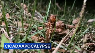 Get ready Illinois Cicadapocalypse is coming [upl. by Aztinaj350]