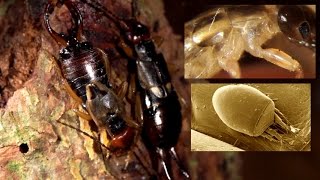 Earwig Forficula auricularia and its mite Histiostoma polypori [upl. by Justicz]